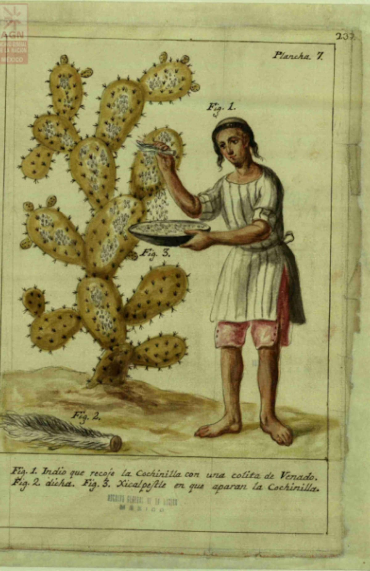 Los esquemas históricos documentan el proceso de cultivo de la grana cochinilla sobre los nopales, una práctica desarrollada por los pueblos indígenas que permitió obtener el pigmento rojo y consolidar su importancia económica durante el virreinato. Foto: Archivo General de la Nación (AGN).