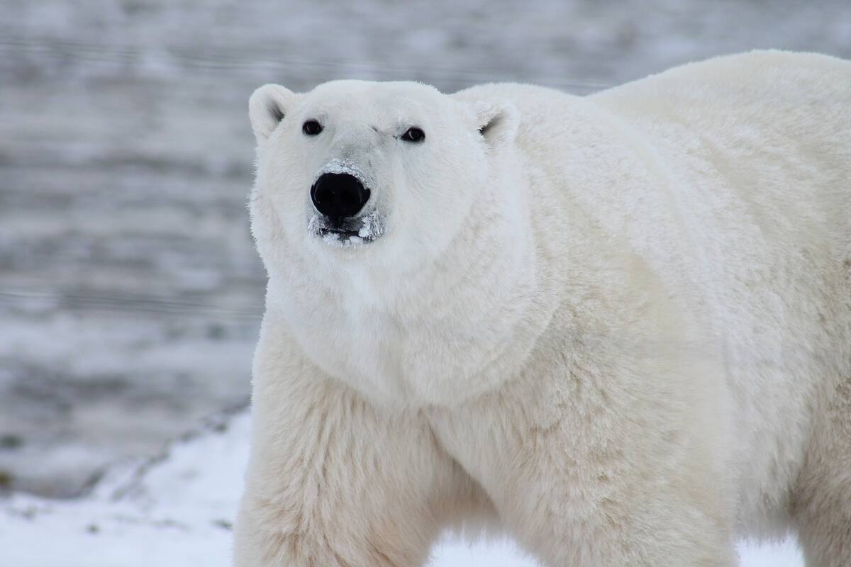 Día Internacional del Oso Polar: Cinco curiosidades que quizás no sabías