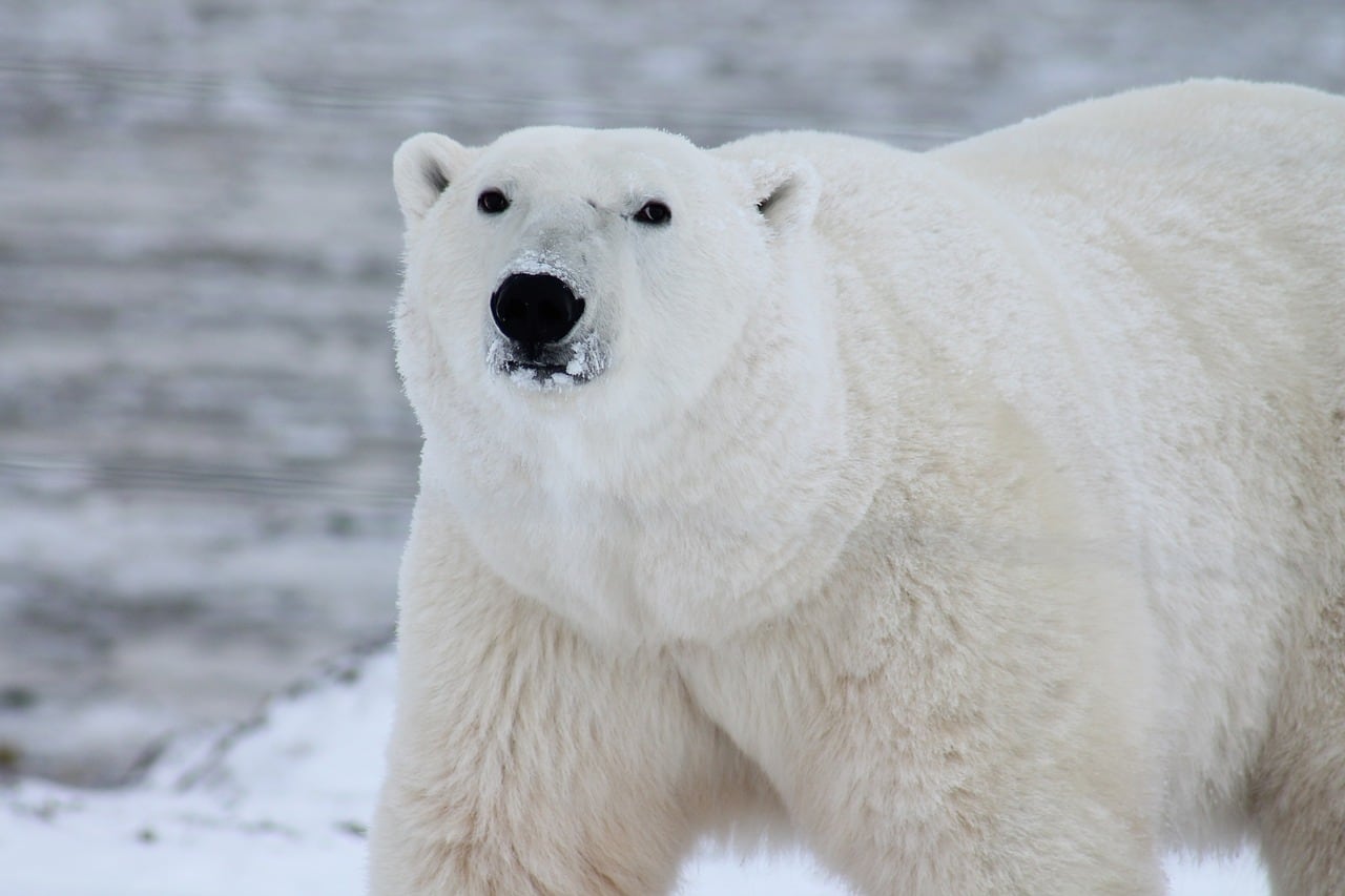 El oso polar se encontraba descansando en la costa cuando una persona a bordo de una embarcación activó la sirena y provocó que se desplazara a otro lugar. Foto: Pixabay