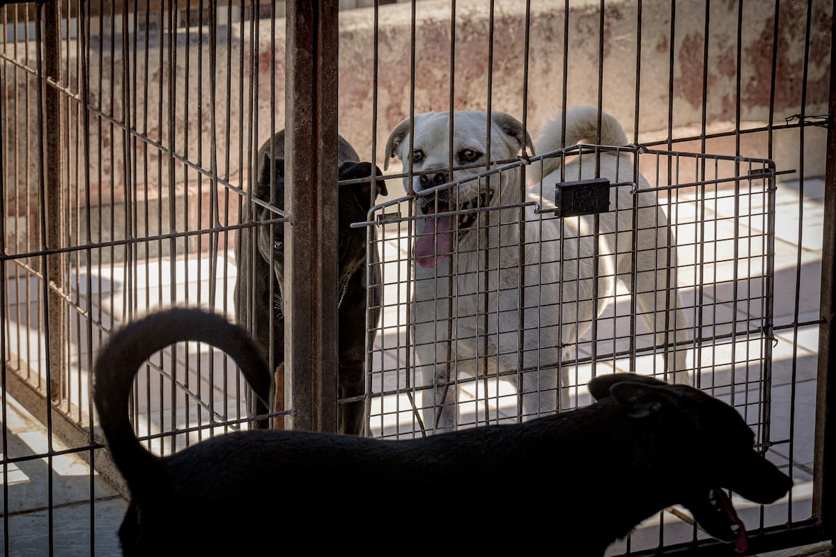 “For Happy Tails” enfrenta saturación y se sostiene con donaciones mientras promueve adopciones responsables. Foto: Leonardo Reyes