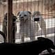 “Patrulla Espiritual Canina”: el proyecto en Tijuana que busca rescatar perros víctimas de maltrato