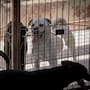 “Patrulla Espiritual Canina”: el proyecto en Tijuana que busca rescatar perros víctimas de maltrato