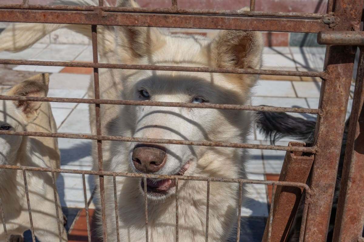 Fundado hace ocho años por Aide Guadalupe Enríquez López, el espacio se encuentra en su máxima capacidad y llama a la comunidad a apoyar con adopciones responsables o donaciones. Foto: Border Zoom