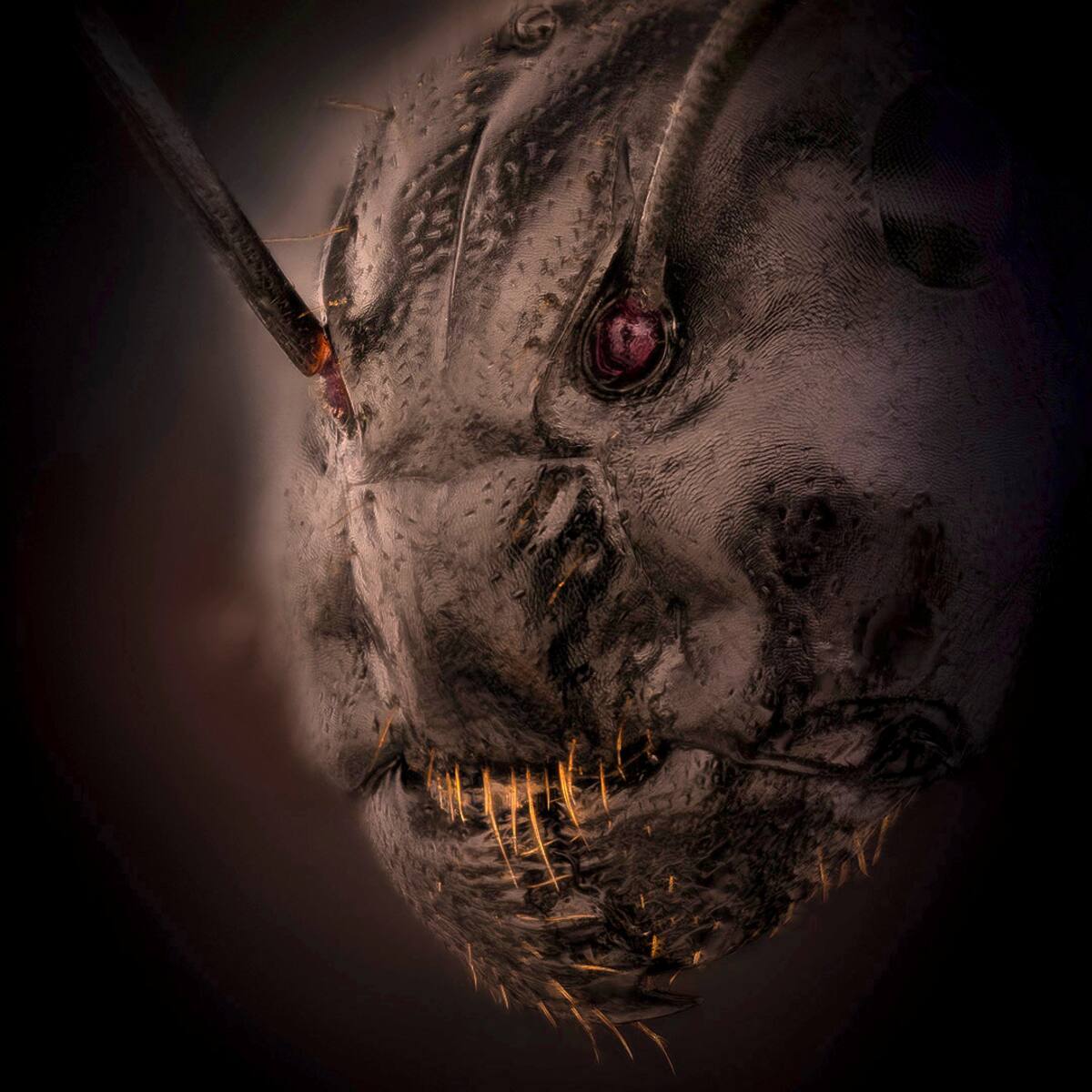 <a rel="noreferrer nofollow" href="http://www.dantis.net/x3/">www.dantis.net/x3/</a>
Camponotus
Lithuania, Taurage, 2021.04.03
Canon EOS R
Canon MP-E 65mm f/2.8 1-5x Macro