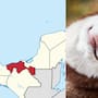 Un juez familiar de Tabasco dictó una sentencia histórica al ordenar el pago obligatorio de una pensión alimenticia para un perro husky tras el divorcio de sus dueños bajo el argumento legal de que las mascotas forman parte de una familia multiespecie