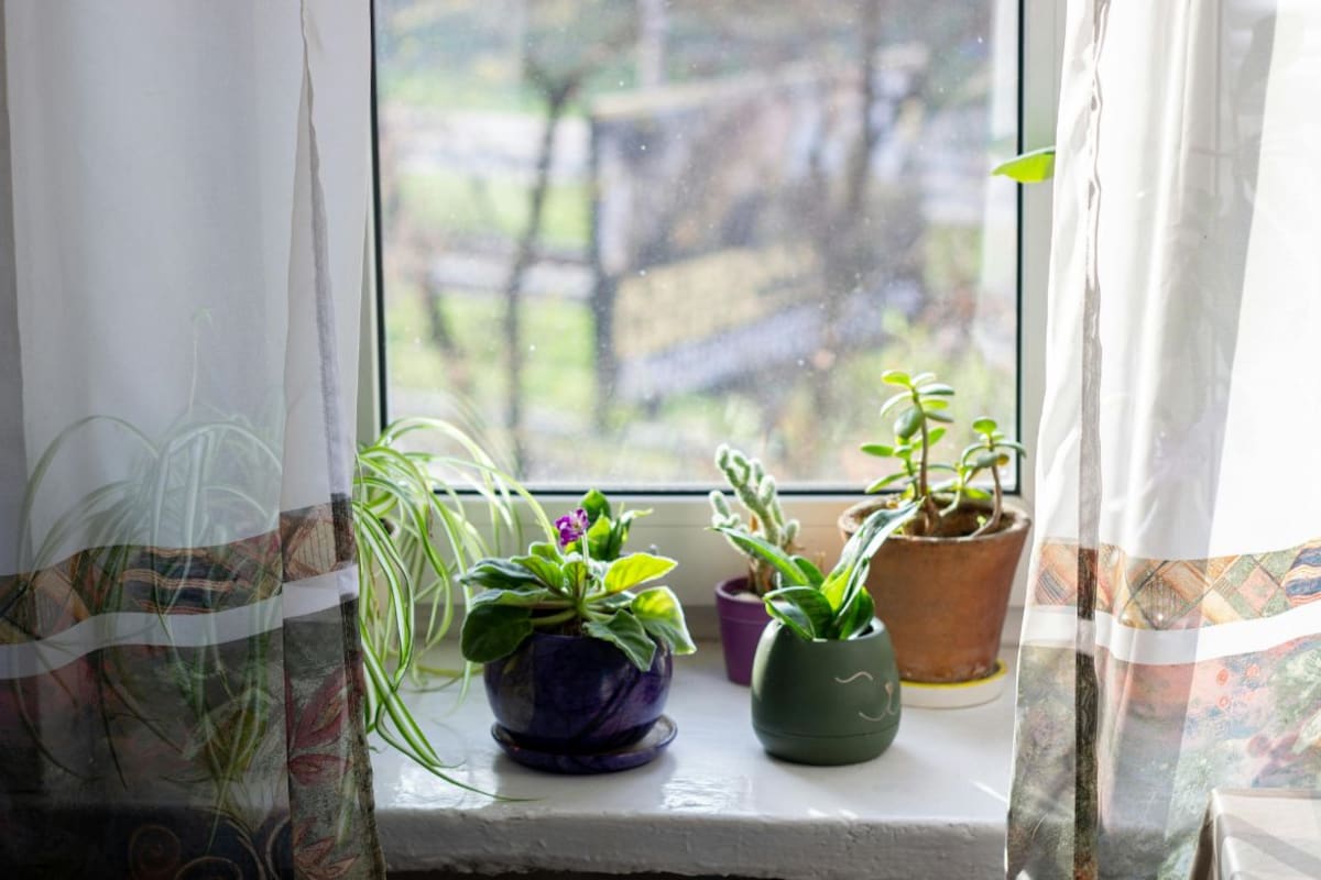 Tener estas tres plantas en ventanas y entradas puede reducir la presencia de cucarachas en casa sin recurrir a fumigaciones costosas