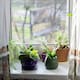 Tener estas tres plantas en ventanas y entradas puede reducir la presencia de cucarachas en casa sin recurrir a fumigaciones costosas