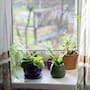 Tener estas tres plantas en ventanas y entradas puede reducir la presencia de cucarachas en casa sin recurrir a fumigaciones costosas