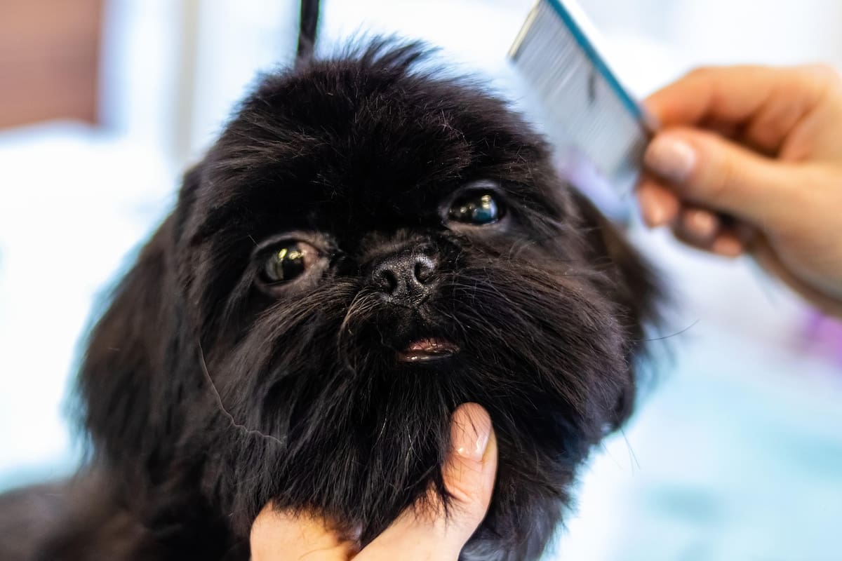 “No podrán decir que no es suyo”: CEMCA va por registro de mascotas para que dueños respondan por daños y mordeduras