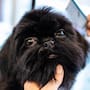 “No podrán decir que no es suyo”: CEMCA va por registro de mascotas para que dueños respondan por daños y mordeduras