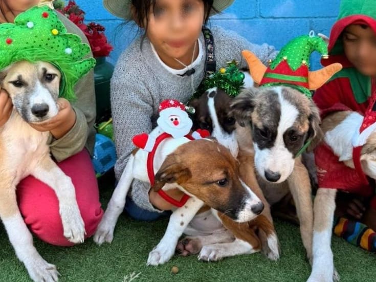 Llaman a no regalar mascotas en Navidad sin conciencia de la responsabilidad