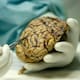 Alzheimer en México: 1.3 millones de personas la padecen