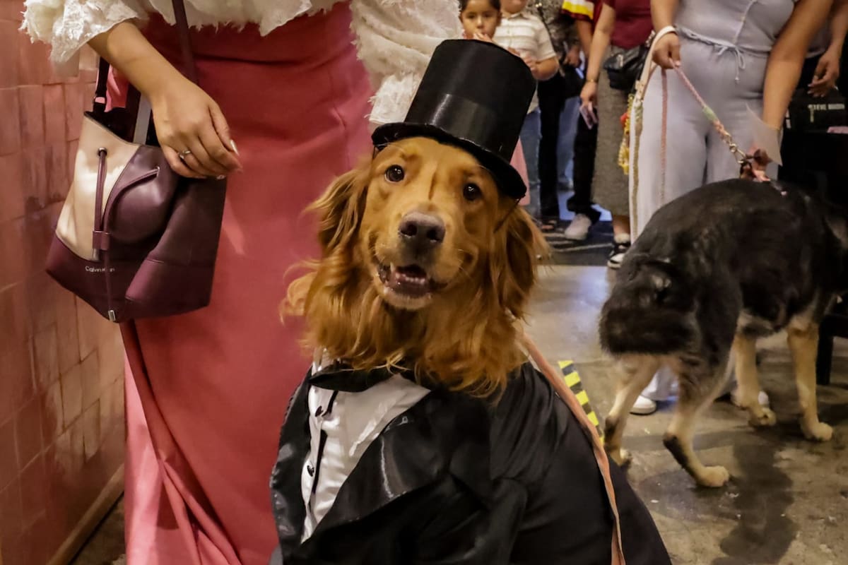 Realizan DogFest en conmemoración del Día del Perro