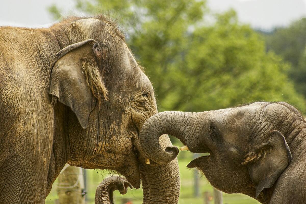 Tinashe Farawo, portavoz de la Autoridad de Parques y Vida Silvestre de Zimbabwe destacó que la matanza de elefantes forma parte de un esfuerzo por reducir el conflicto entre humanos y animales. Foto: Pixabay