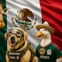No solo el pato Merlín, sino también Benito y Frida: los animales que se volvieron símbolos nacionales por rescate, esperanza y viralidad
