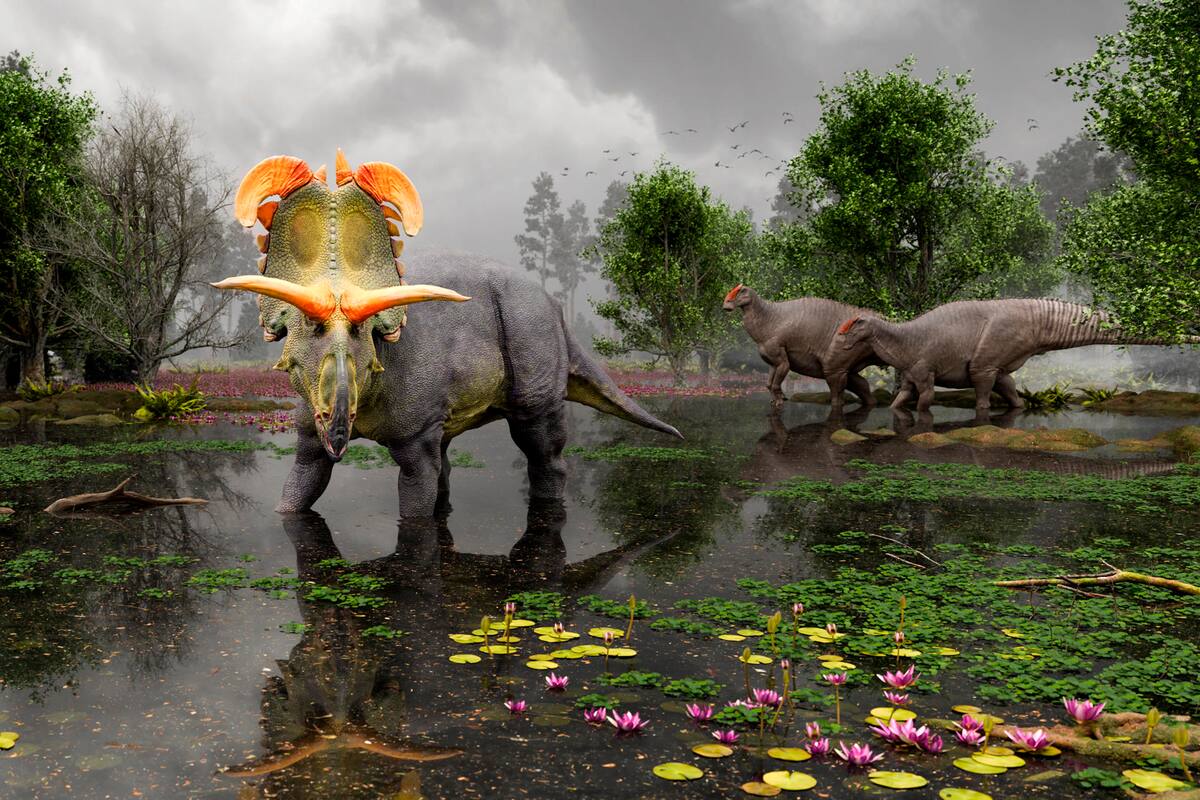 Nueva especie de dinosaurio herbívoro con cuernos gigantes es encontrada en EU