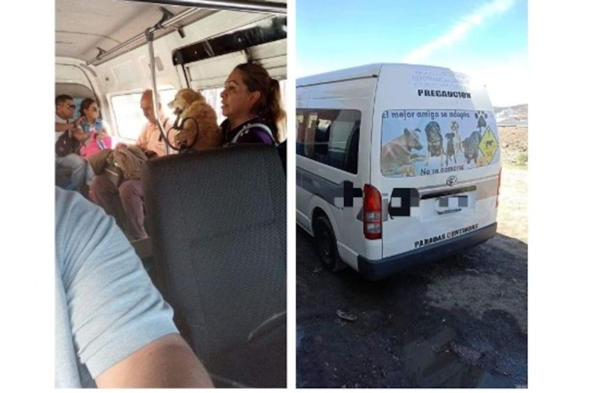 Chofer de transporte público permite a pasajeros viajar con sus mascotas