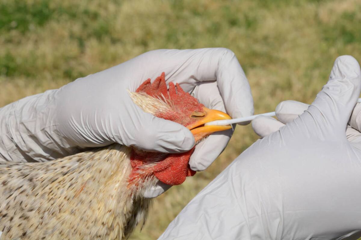 Gripe aviar: OMS corrige y aclara por qué muerte en México no es atribuible al virus