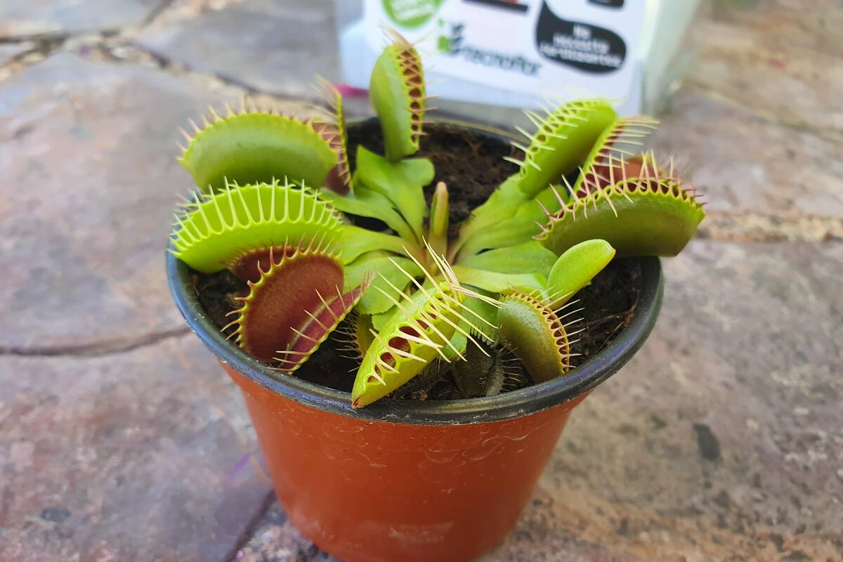 Plantas carnívoras “degustan” insectos