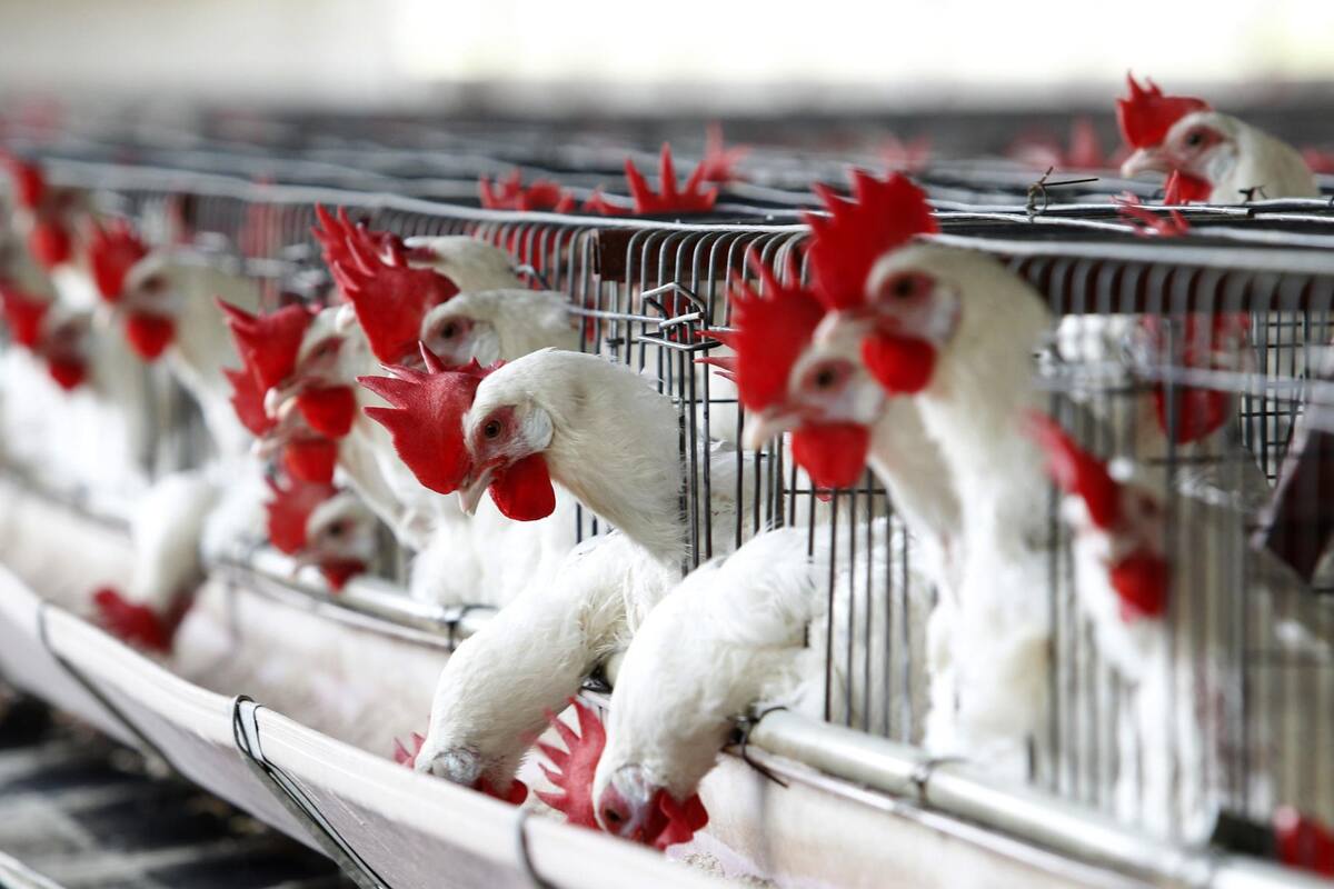 EU: Largas filas hacen estadounidenses para comprar gallinas ante la escasez de huevo