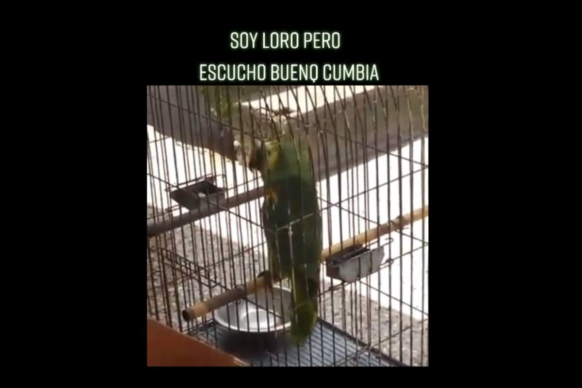 TIKTOK VIDEO: Loro se hace viral al cantar esta cumbia
