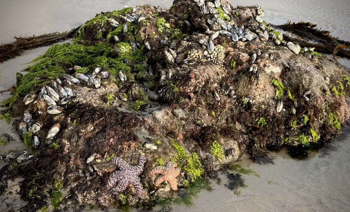 La marea baja en Playas de Rosarito dejó al descubierto la zona rocosa de Alisitos y parte del ecosistema marino que permanece cubierto durante la pleamar. Foto: Cortesía / Border Zoom