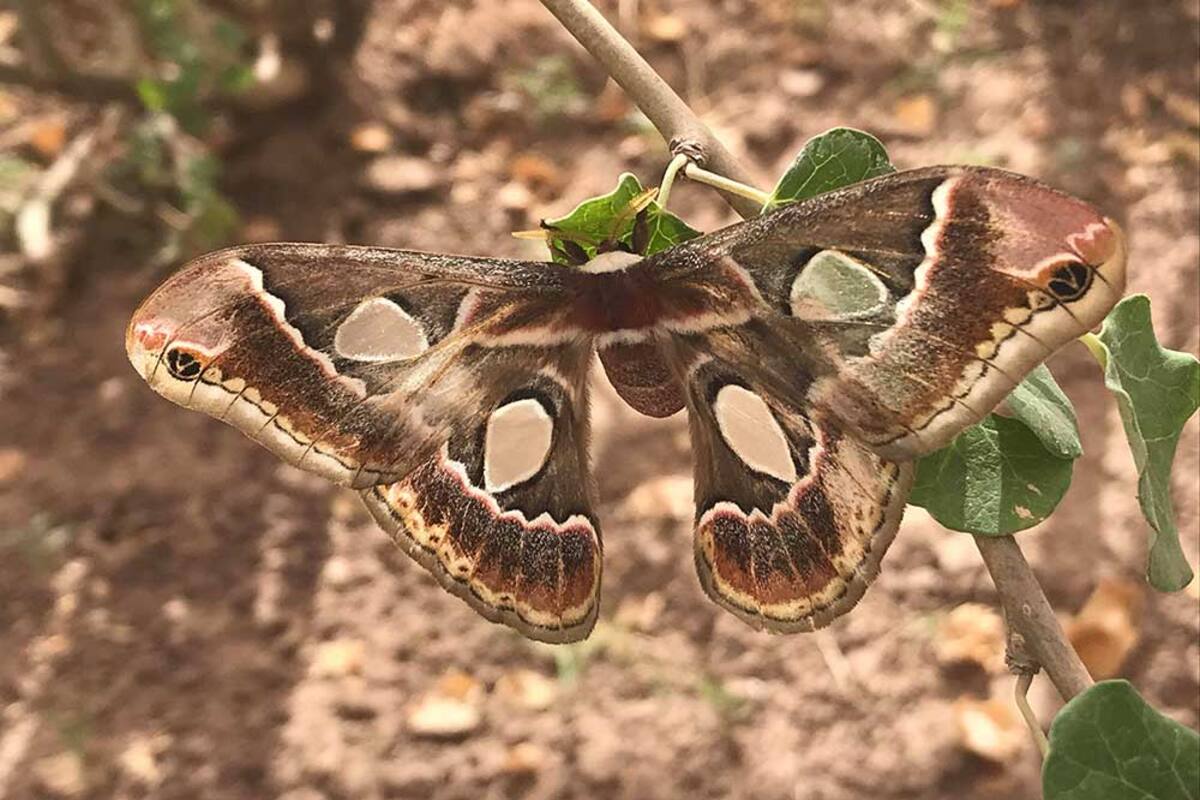Tiene Mariposario de Cócorit buenos resultados en julio