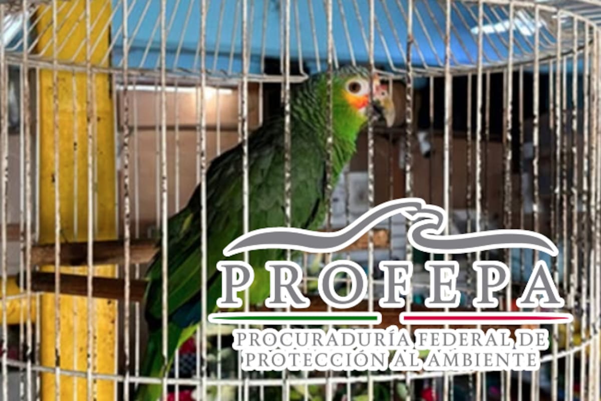 Aseguran loro cachetes amarillos y perico mexicano en San Luis Potosí; estaban en venta ilegal