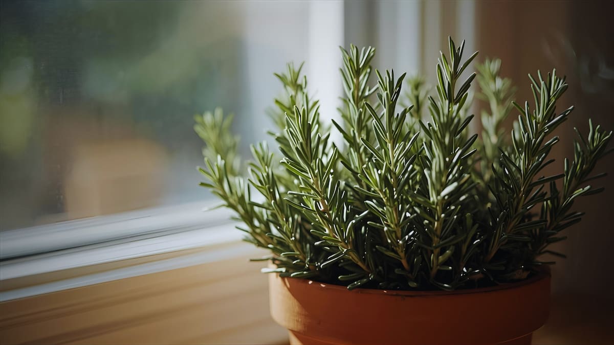 Cómo usar el romero en casa para atraer claridad, protección y abundancia según el Feng Shui, y conoce los mejores lugares para colocarlo y mejorar la energía del hogar. Foto: EspecIAl