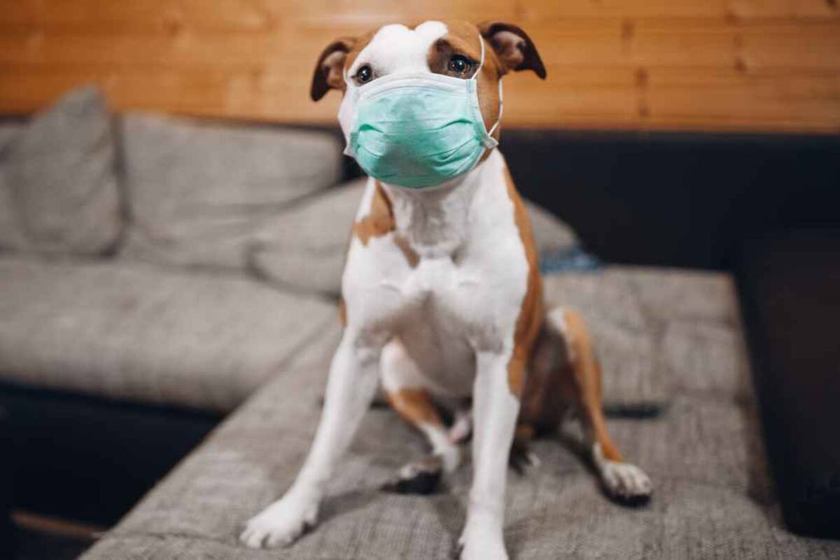 ¿Cómo cuidar a tus mascotas durante la contingencia por el Covid-19?