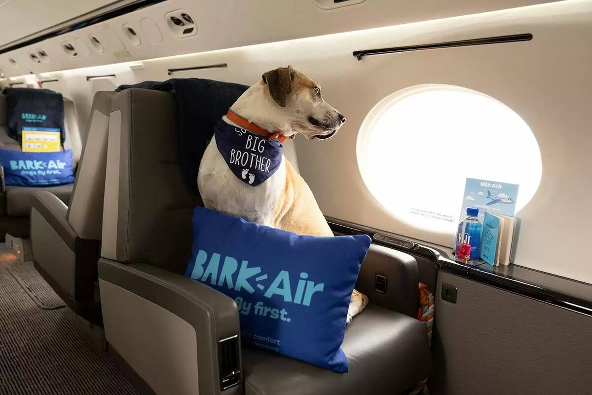 ¡Nueva aerolínea para perros: está de pelos!