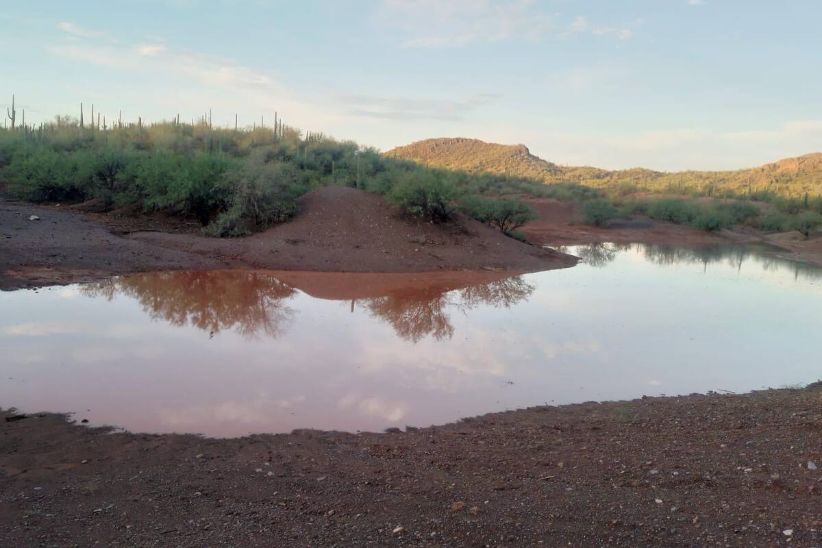 Benefician lluvias a ganaderos en el Norte de Sonora