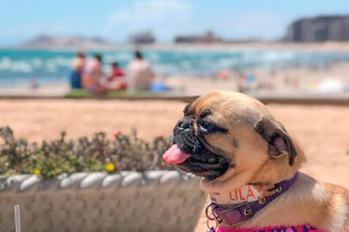 ¡Viaja con tu mascota a Puerto Peñasco!