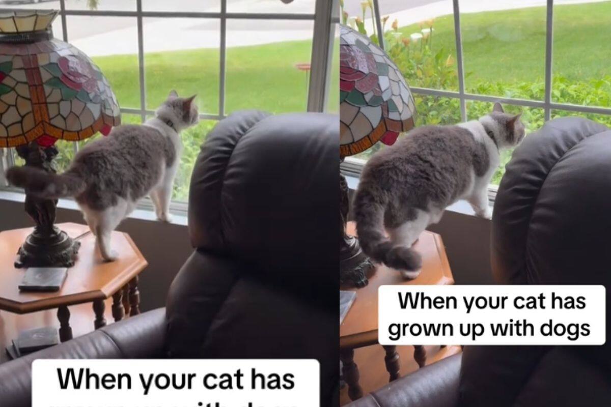 Gato se viraliza por “ladrar” en la ventana; se crio con perros