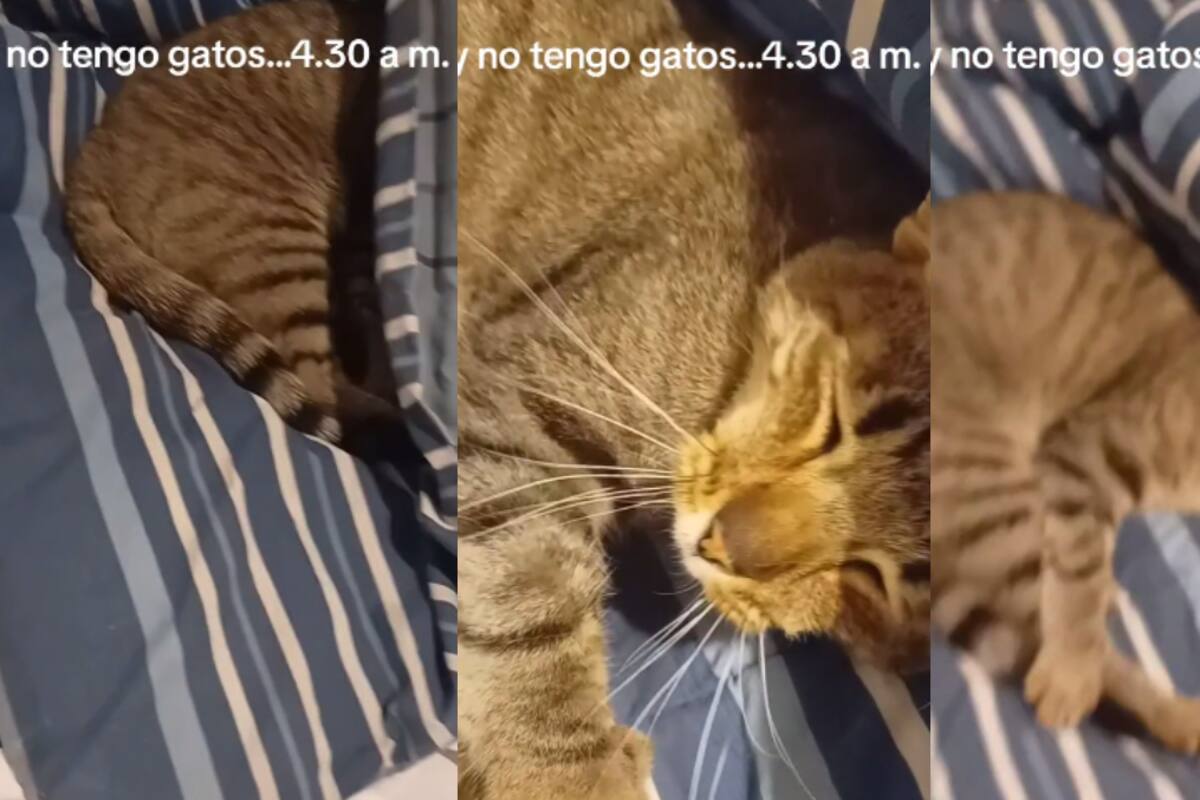 VIDEO | Hombre se despierta en la madrugada y descubre a un gato desconocido en su cama