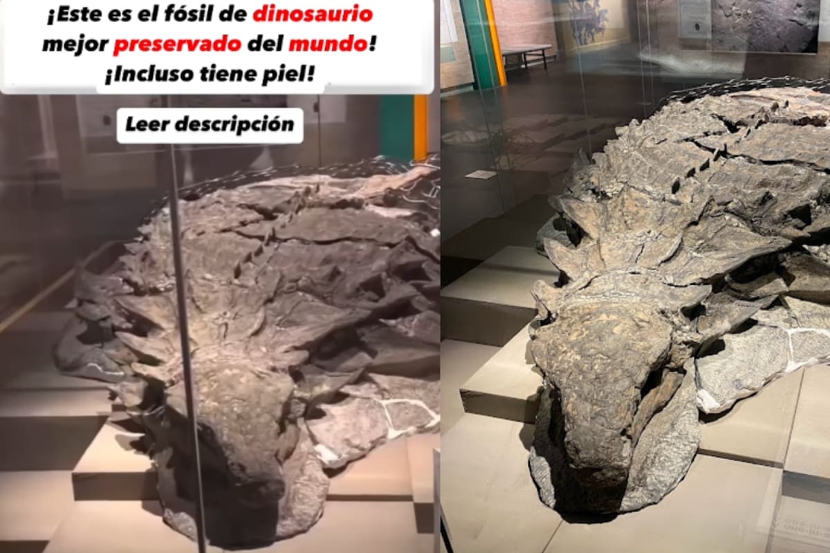 Increíble fósil de dinosaurio descubierto en 2011 sorprende por su asombroso estado de conservación
