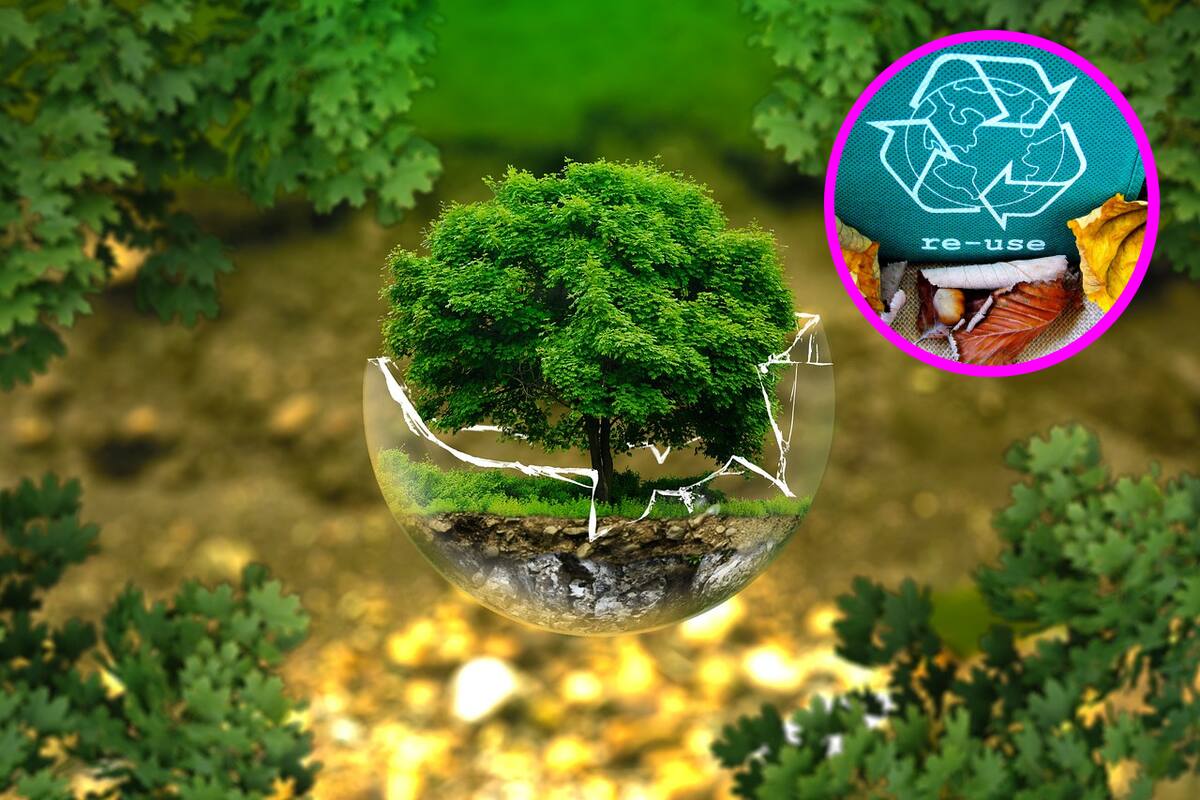 ¿Por qué se conmemora el Día de la Conciencia Ambiental? : 5 pasos para contribuir al cuidado del medio ambiente