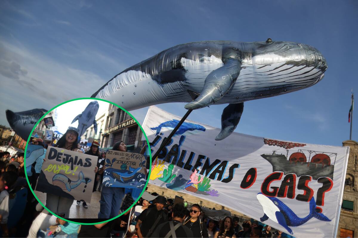 Protestas en el Zócalo contra el Proyecto Saguaro: Defensores del Golfo de California exigen su cancelación