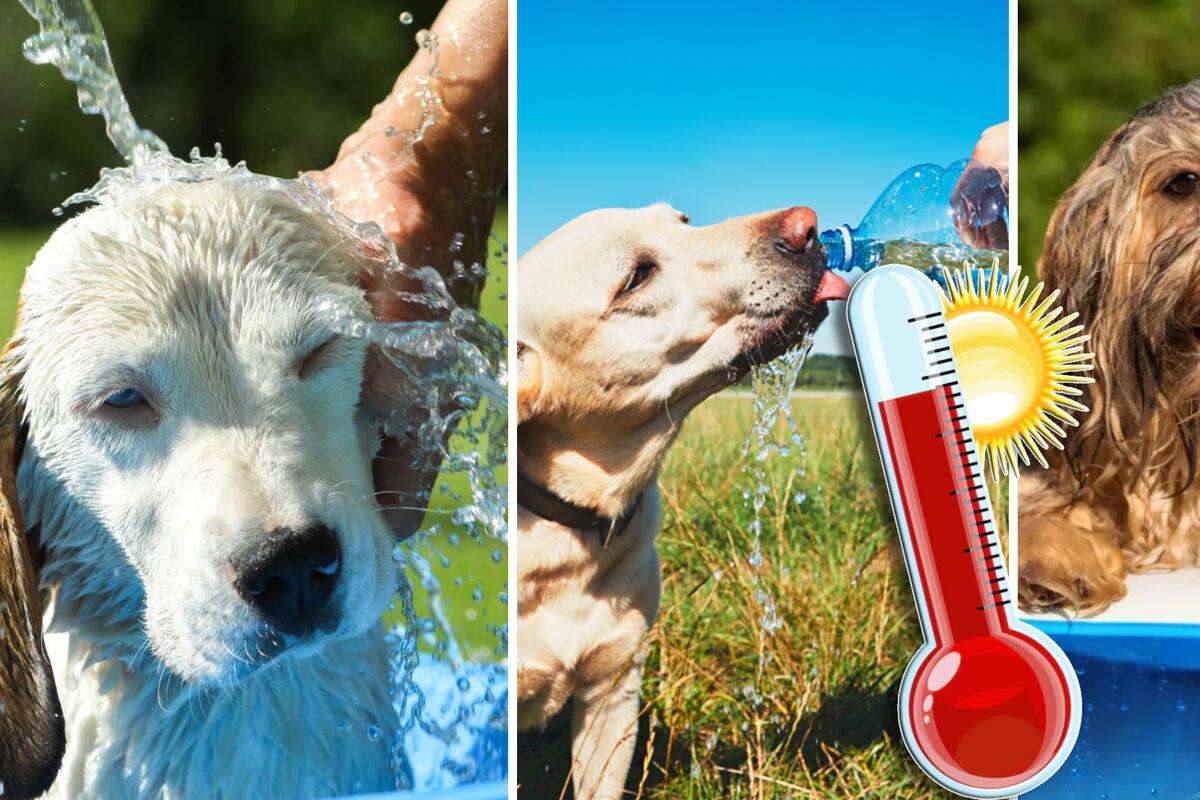¿Cómo proteger a mi perrito del calor? estas son recomendaciones para cuidar a tus mascotas de las altas temperaturas