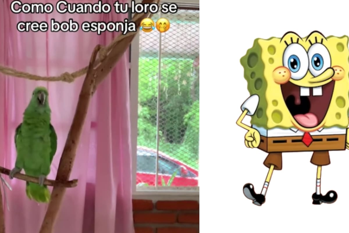 “Canta la canción de la serie.”: Loro se vuelve viral por imitar a Bob Esponja