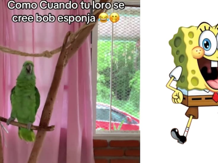 “Canta la canción de la serie.”: Loro se vuelve viral por imitar a Bob Esponja
