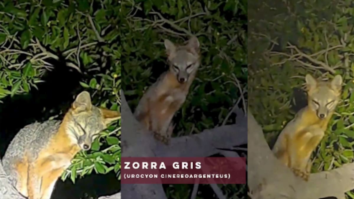 Gobernador Alfonso Durazo informa aparición de zorra gris en parque La Sauceda: reforestación revive hábitat silvestre y atrae fauna protegida en Hermosillo