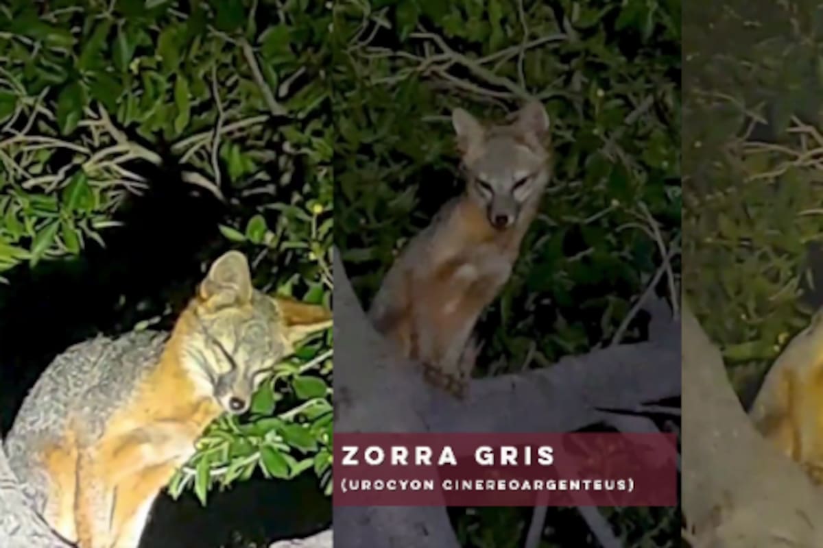 Gobernador Alfonso Durazo informa aparición de zorra gris en parque La Sauceda: reforestación revive hábitat silvestre y atrae fauna protegida en Hermosillo