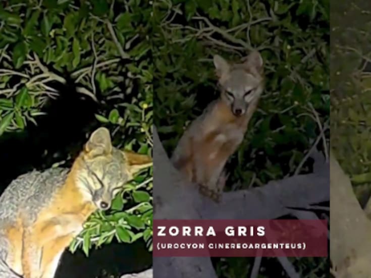 Gobernador Alfonso Durazo informa aparición de zorra gris en parque La Sauceda: reforestación revive hábitat silvestre y atrae fauna protegida en Hermosillo