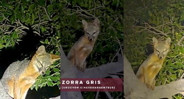 Gobernador Alfonso Durazo informa aparición de zorra gris en parque La Sauceda: reforestación revive hábitat silvestre y atrae fauna protegida en Hermosillo