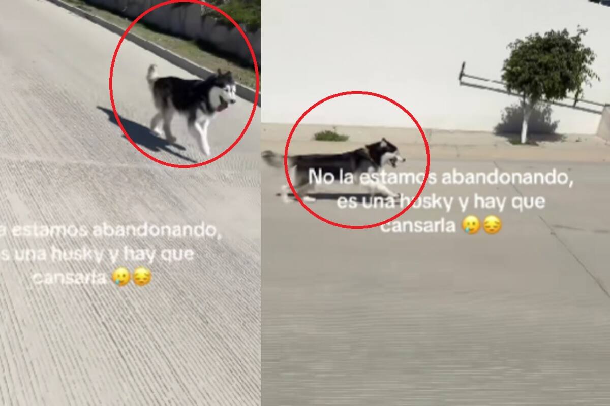 “No lo estamos abandonando”: pareja saca a pasear a su perro, pero otros creen que lo dejan a su suerte
