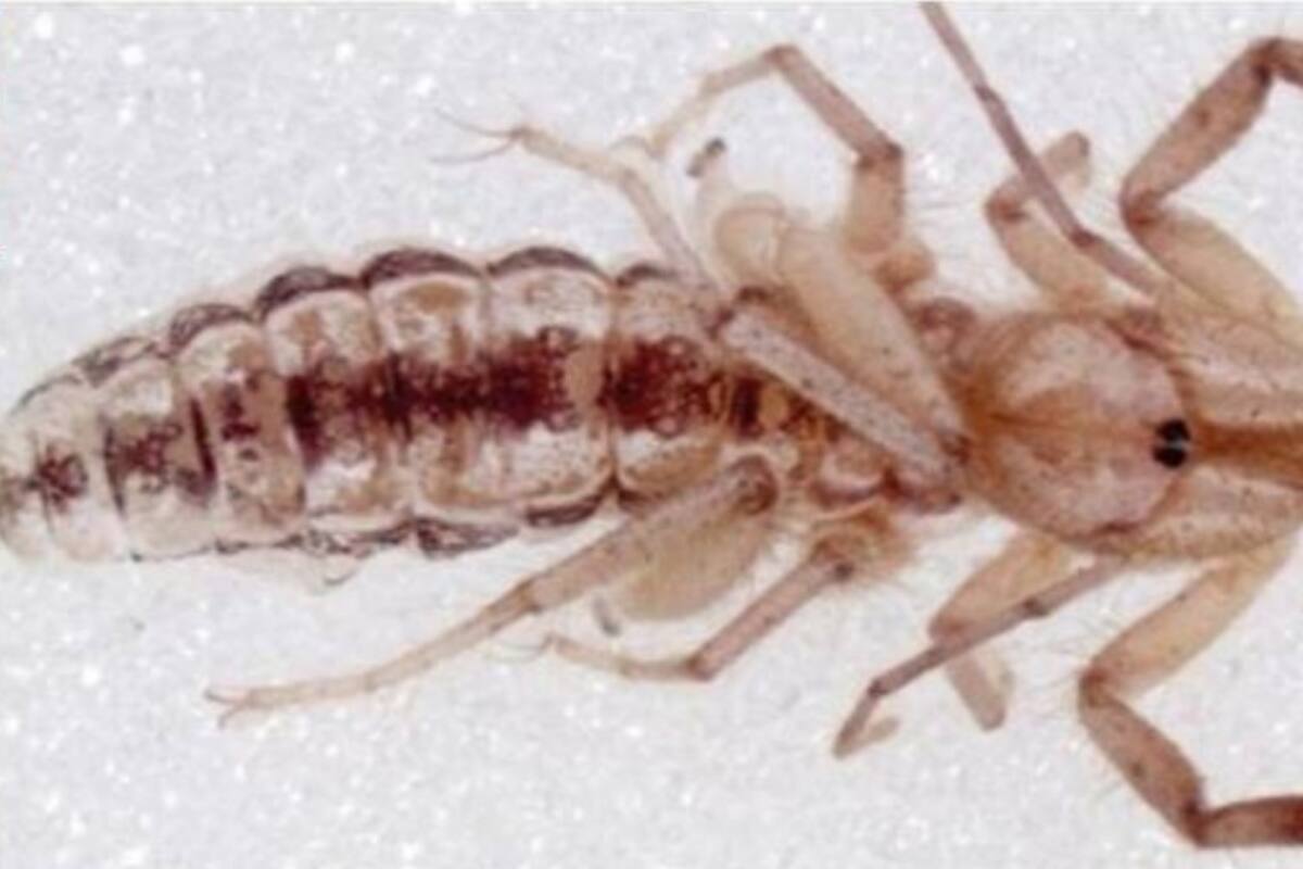 Descubren nuevo tipo de araña que come carne humana