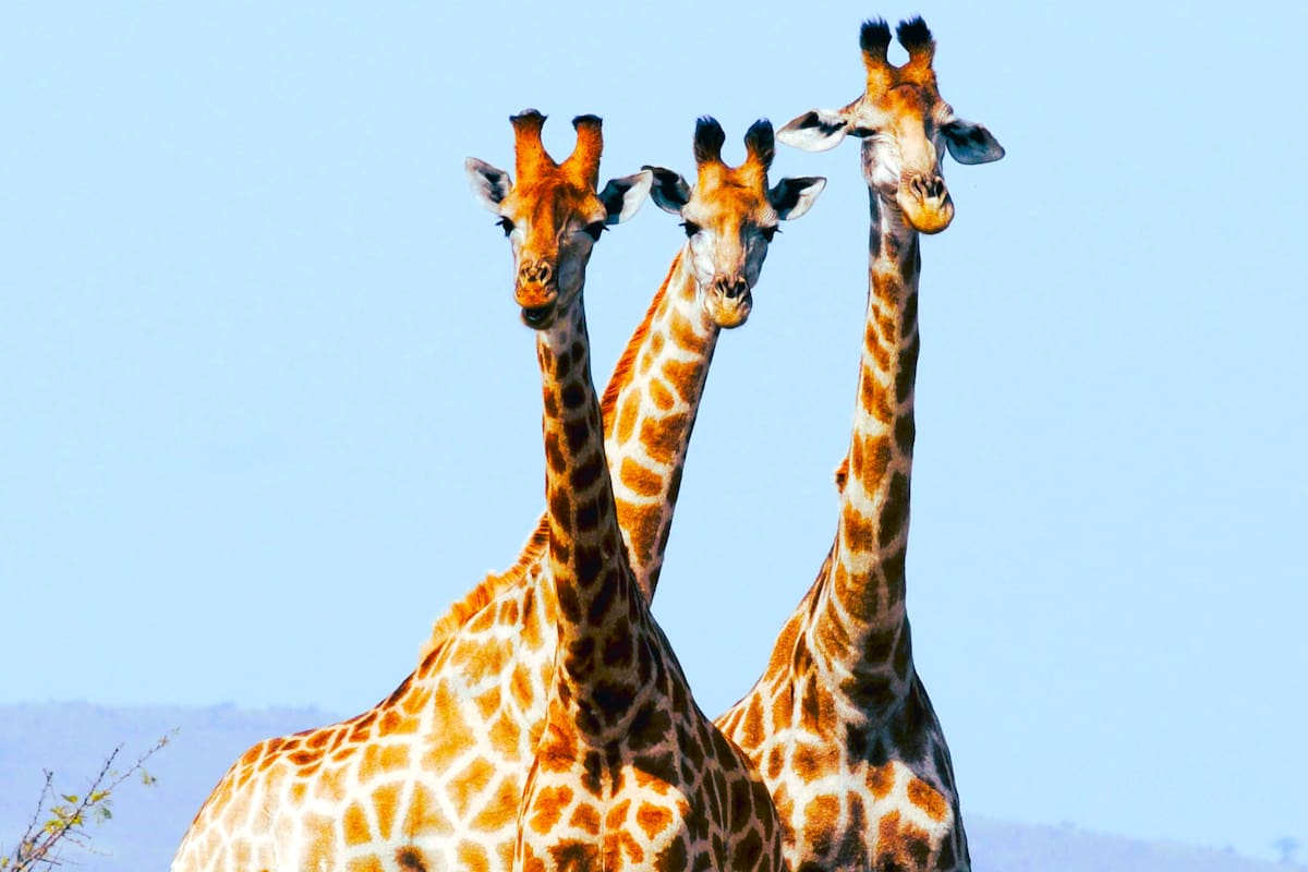 ¿Por qué las jirafas tienen el cuello tan largo?