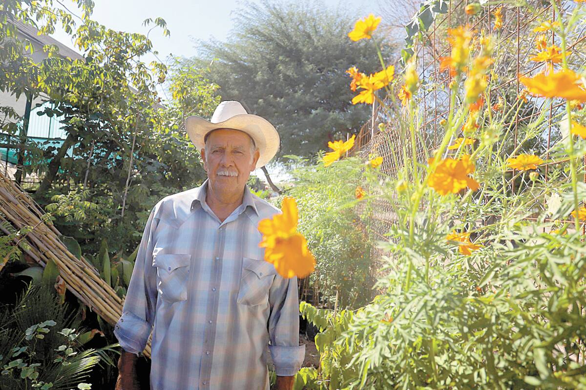 Don Carlos este año no sembró flores para el Día de Muertos, debido a la pandemia