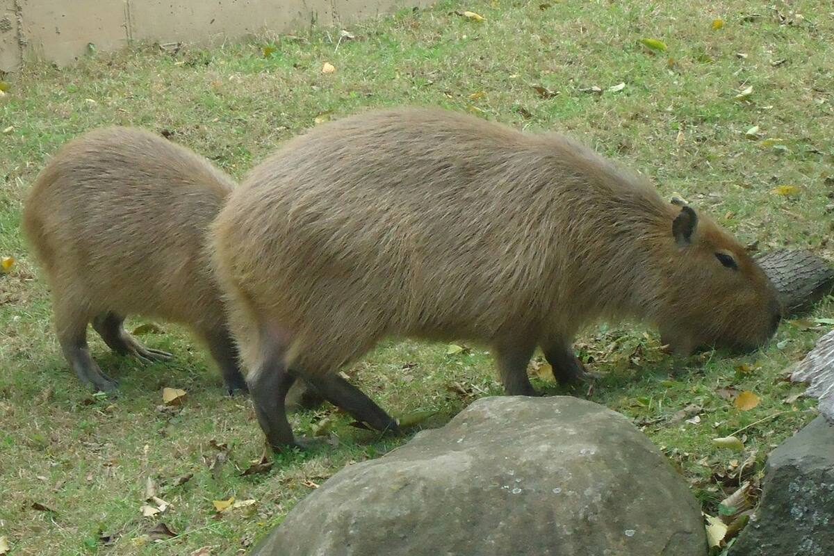 Capibaras se adueñan de un club de golf en Bolivia en medio de la pandemia